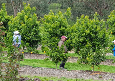 Fruit picking in the Yarra Valley