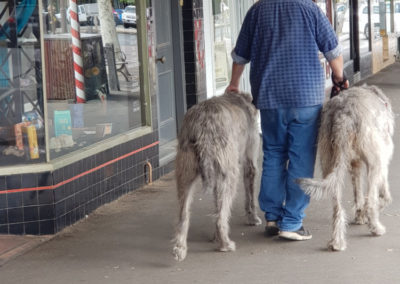 2 large dogs at Echuca