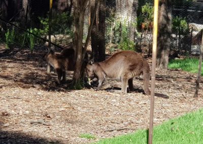 Kangaroo at Healesville sanctuary