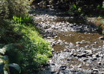 stream at Healesville wildlife park