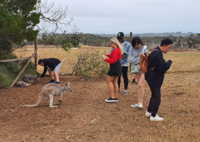 Kangaroo at Phillip Island