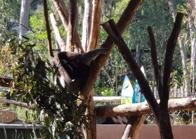 Koala at sanctuary