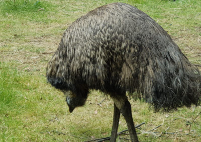 Emu at Lavandula Farm