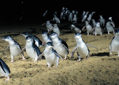 Little Penguins at Phillip Island