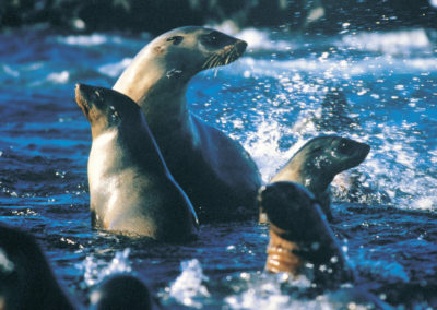 Seals by Phillip Island