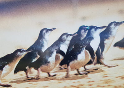 penguins on Phillip Island