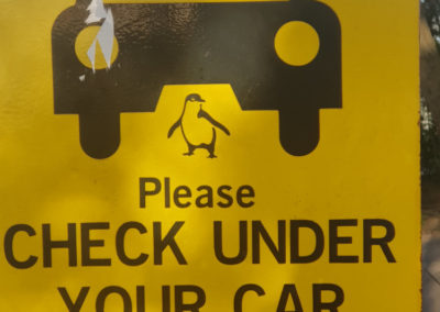 Check under car for penguins