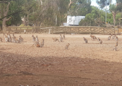 Kangaroos at Phillip Island wildlife park