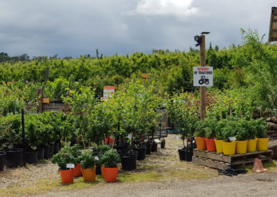 Fruit trees for sale