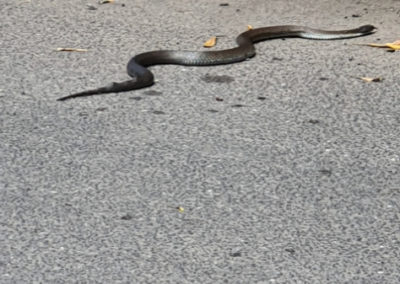 Snake on great ocean road
