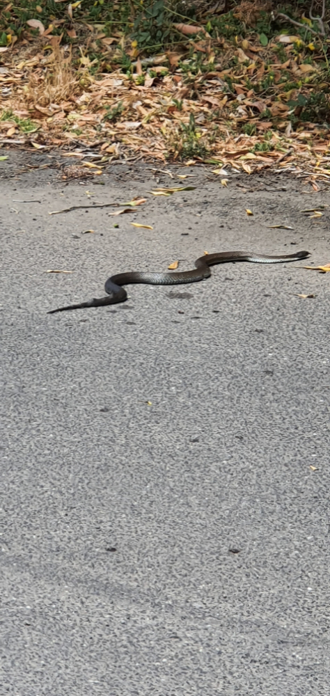 Snake on great ocean road