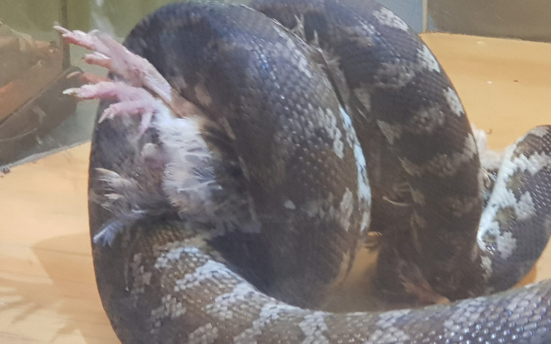 Snake having its feed
