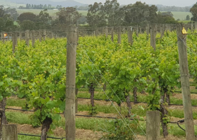 Yerring station Yarra Valley grape vines