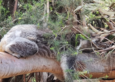 Sleeping koala along Great Ocean Road