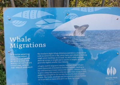 Whale migration