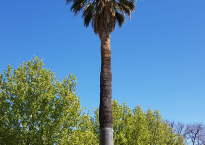Bendigo tree with Around And About
