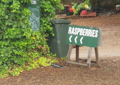 Raspberries Mornington Peninsula
