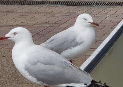 Seagulls at Sorrento