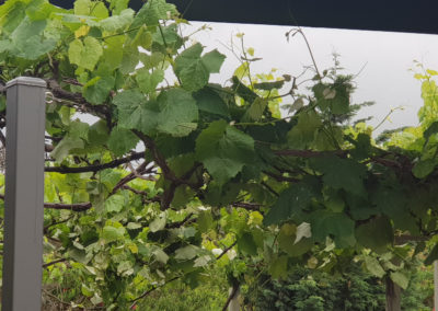 Grape vine at Sunny Ridge