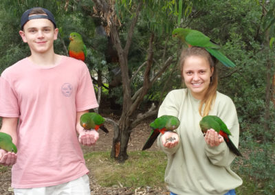 Parrots at Kennett river