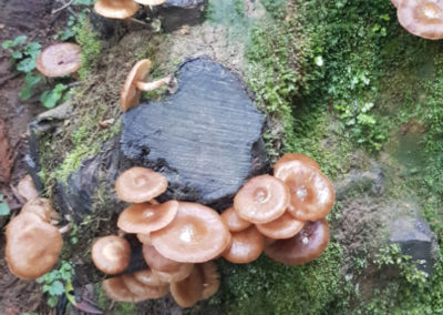 Mushroom at Hopetoun Falls