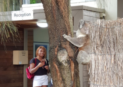 Koala at YHA Hostel Apollo Bay
