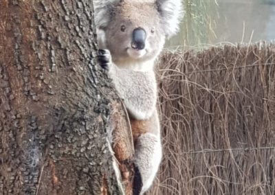 Koala at YHA Apollo Bay