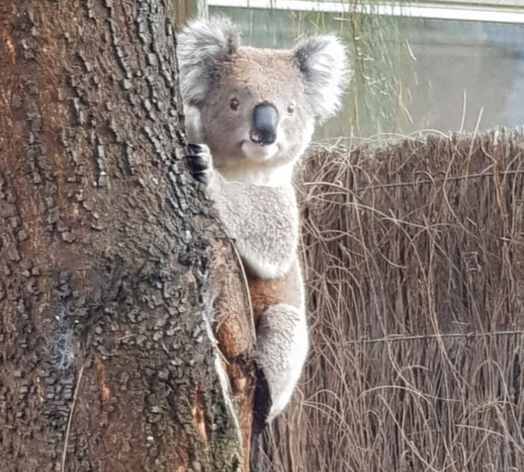The best Australian Animals to see.