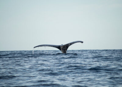Whales Along Victoria coastline