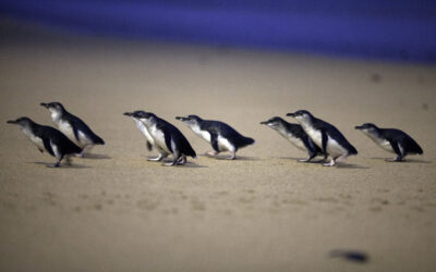 The Little Penguins of Phillip Island